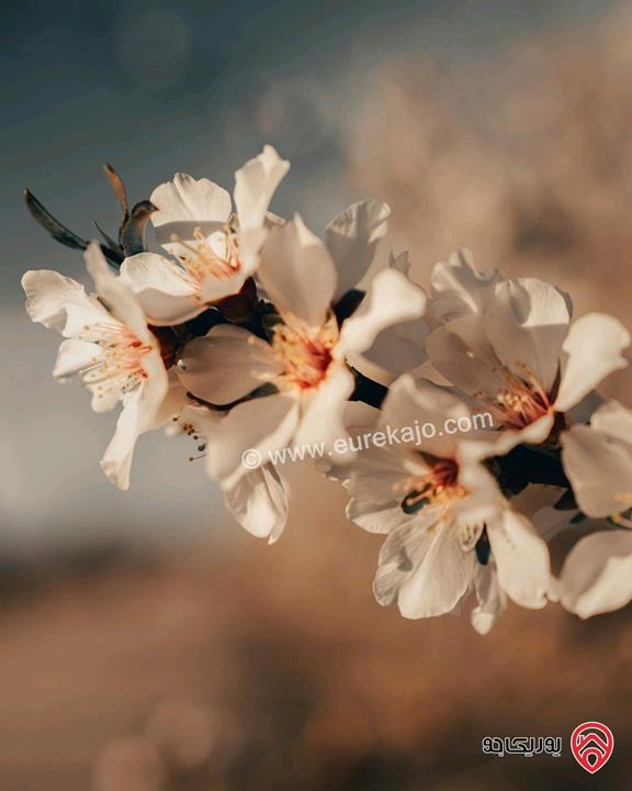 شقه كبيره للبيع
